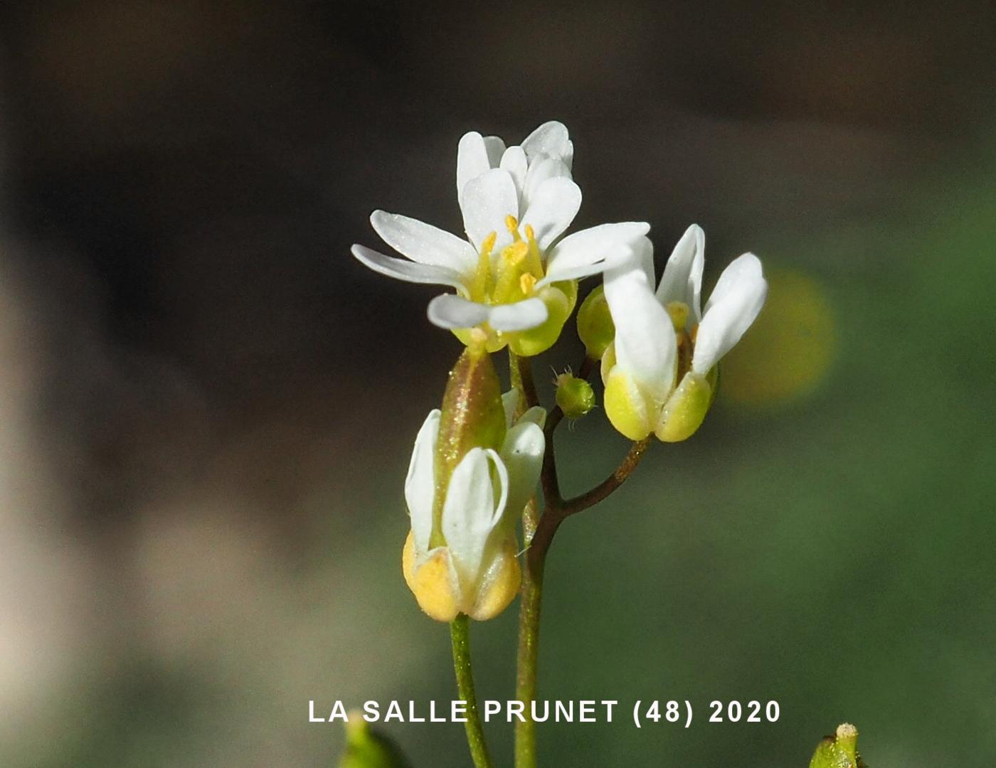 Whitlow Grass, Spring flower